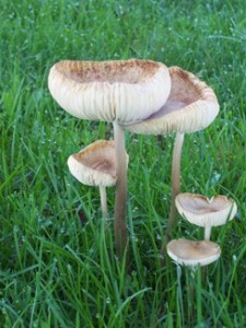 Photo of five toadstools clustered like a father, mother, and three children.